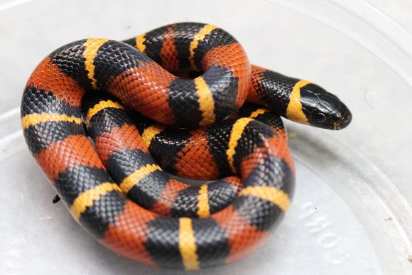 FALSA CORAL ORANGE ( NELSON X PUEBLA) HEMBRA ID : 125