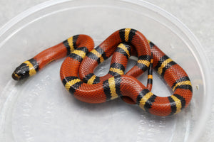 FALSA CORAL ORANGE ( NELSON X PUEBLA) HEMBRA ID : 126