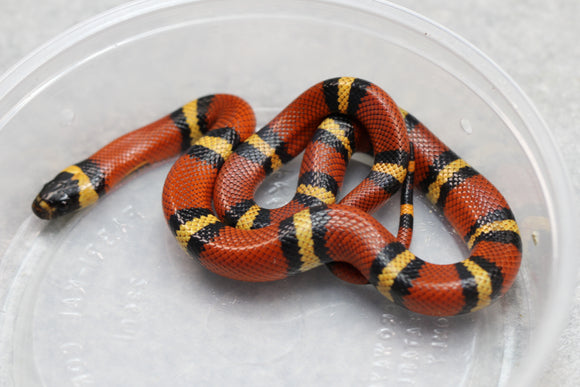 FALSA CORAL ORANGE ( NELSON X PUEBLA) HEMBRA ID : 126