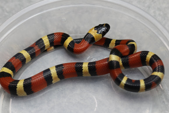 FALSA CORAL ORANGE ( NELSON X PUEBLA) HEMBRA ID : 127