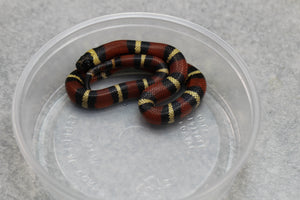 FALSA CORAL ORANGE ( NELSON X PUEBLA) HEMBRA ID : 128