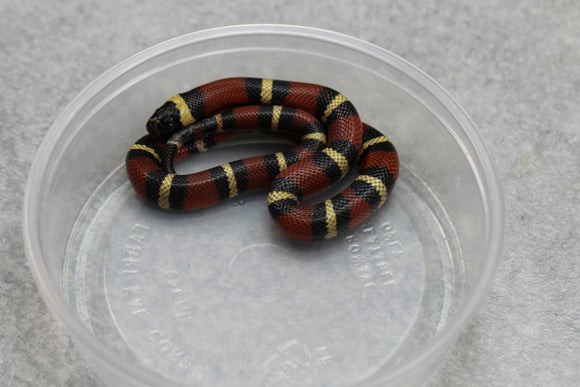 FALSA CORAL ORANGE ( NELSON X PUEBLA) HEMBRA ID : 128