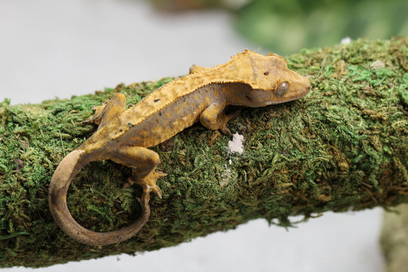 GECKO CRESTADO FLAME ID : 11-1