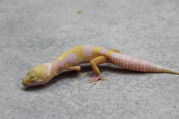 ALBINO SIN SEXAR ID : 85
