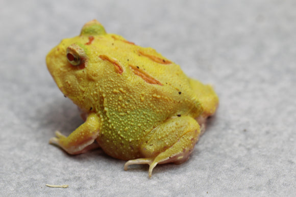 RANA PACMAN PIKACHU