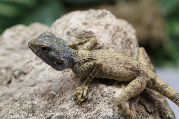AGAMA DEL SINAÍ