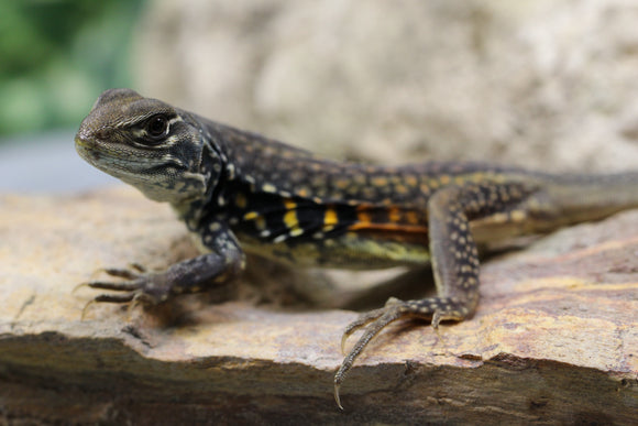 AGAMA MARIPOSA