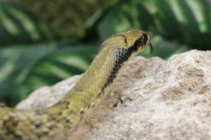 FALSA COBRA DE AGUA