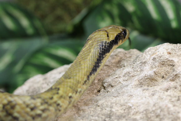 FALSA COBRA DE AGUA