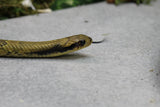 FALSA COBRA DE AGUA