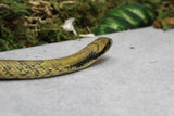 FALSA COBRA DE AGUA
