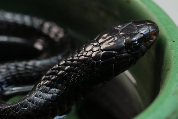 SERPIENTE INDIGO DE TEXAS MACHO( DRYMARCHON MELANURUS )