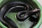 SERPIENTE INDIGO DE TEXAS MACHO( DRYMARCHON MELANURUS )