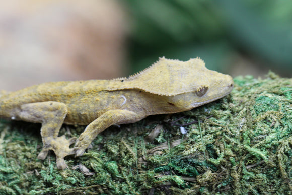 GECKO CRESTADO BRINDLE DALMATIAN  ID : 7-16