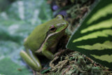 RANA VERDE DE ARBOL