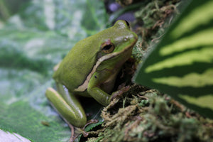 RANA VERDE DE ARBOL