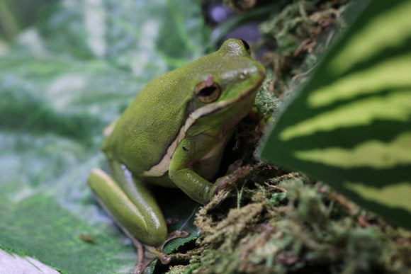 RANA VERDE DE ARBOL