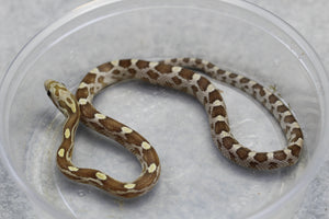 MAIZERA CARAMEL MACHO   ID : 1