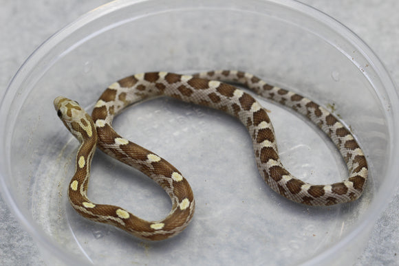 MAIZERA CARAMEL MACHO   ID : 1