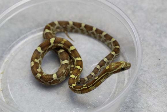 MAIZERA CARAMEL MACHO   ID : 4