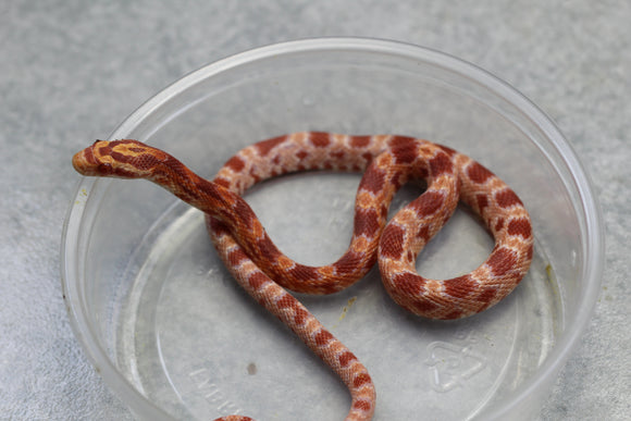 MAIZERA MANDARIN HEMBRA ID : 6
