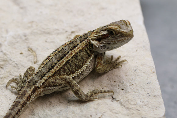 DRAGON BARBUDO ID : 2
