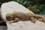 AGAMA CABEZA DE SAPO