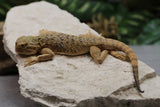 AGAMA CABEZA DE SAPO