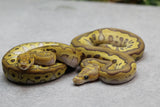 COMBO : REDSTRIPE MOJAVE CLOWN MACHO Y FIRE MOJAVE CLOWN HEMBRA  ID: 2