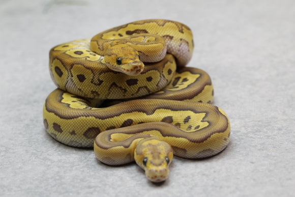 COMBO : REDSTRIPE MOJAVE CLOWN MACHO Y FIRE MOJAVE CLOWN HEMBRA  ID: 2