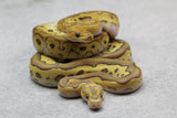 COMBO : REDSTRIPE MOJAVE CLOWN MACHO Y FIRE MOJAVE CLOWN HEMBRA  ID: 2