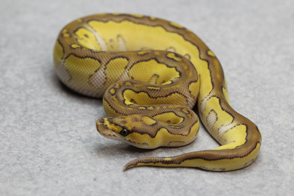 BUTTER CLOWN HEMBRA ID: 10-14