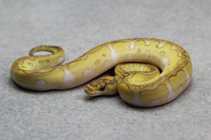 BUTTER CLOWN HEMBRA ID: 12-5