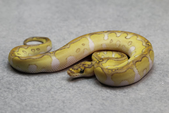 BUTTER CLOWN HEMBRA ID: 12-5