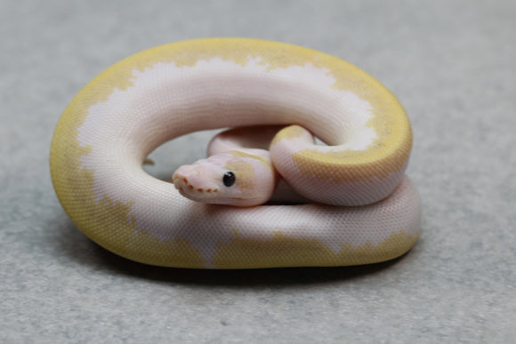 SUPER FIRE  HEMBRA ID: 9-16