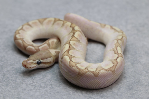 BAMBOO CINNAMON ENCHI GHOST MACHO ID: 11-3