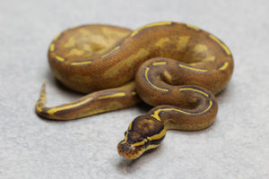 ENCHI FREEWAY ( MARDI GRASS)  MACHO ID: 8-4