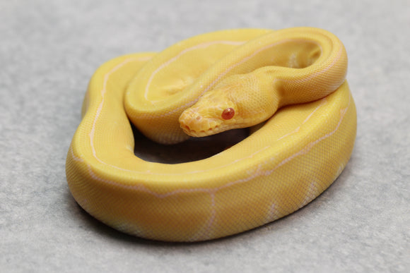 ALBINO PINSTRIPE HEMBRA ID: 11-2