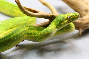 PITÓN VERDE DE ÁRBOL BIAK HEMBRA ID : 2
