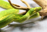 PITÓN VERDE DE ÁRBOL BIAK HEMBRA ID : 2