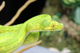 PITÓN VERDE DE ÁRBOL BIAK HEMBRA ID : 2