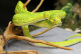 PITÓN VERDE DE ÁRBOL BIAK HEMBRA ID : 2