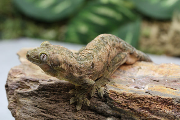 GECKO CHAHOUA MACHO JUVENIL ID : 2-2