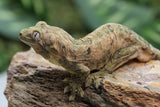 GECKO CHAHOUA MACHO JUVENIL ID : 2-2