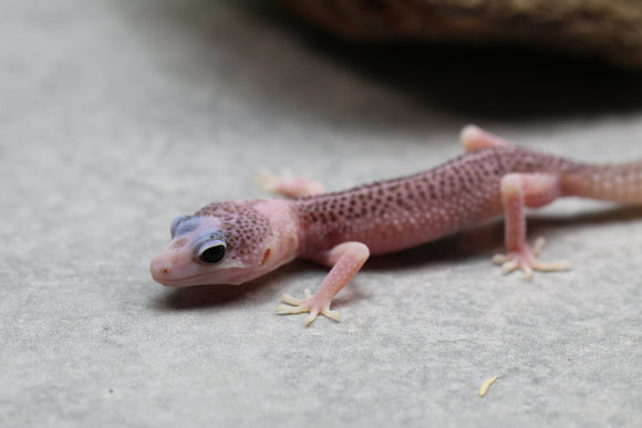 PIED TOTAL ECLIPSE HET TREMPER  SIN SEXAR ID 26