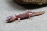 PIED TOTAL ECLIPSE HET TREMPER  SIN SEXAR ID 26