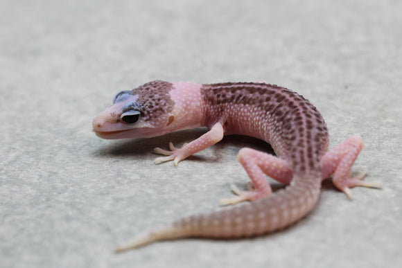 PIED TOTAL ECLIPSE HET TREMPER  SIN SEXAR ID 2