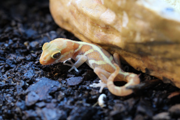 GECKO PANTERA ALBINO BEBE(Pictus)