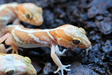 GECKO PANTERA ALBINO BEBE(Pictus)