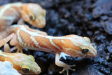 GECKO PANTERA ALBINO BEBE(Pictus)